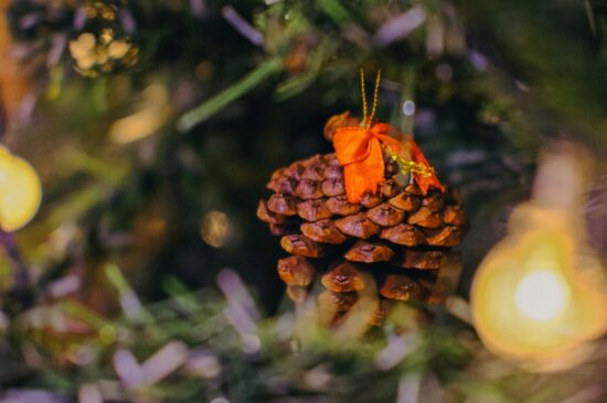 Festive & Seasonal Shoots