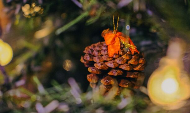 Festive & Seasonal Shoots