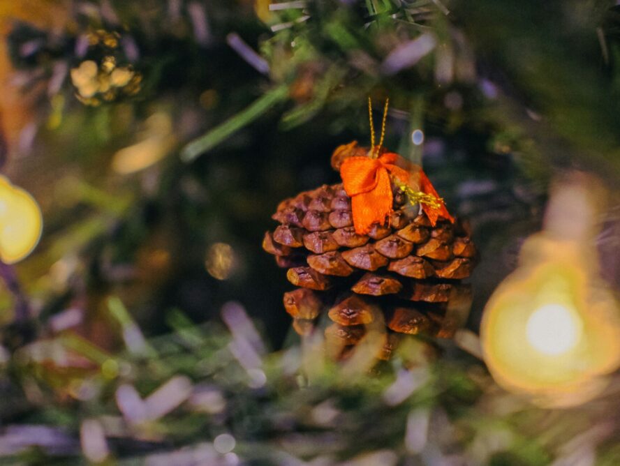 Festive & Seasonal Shoots