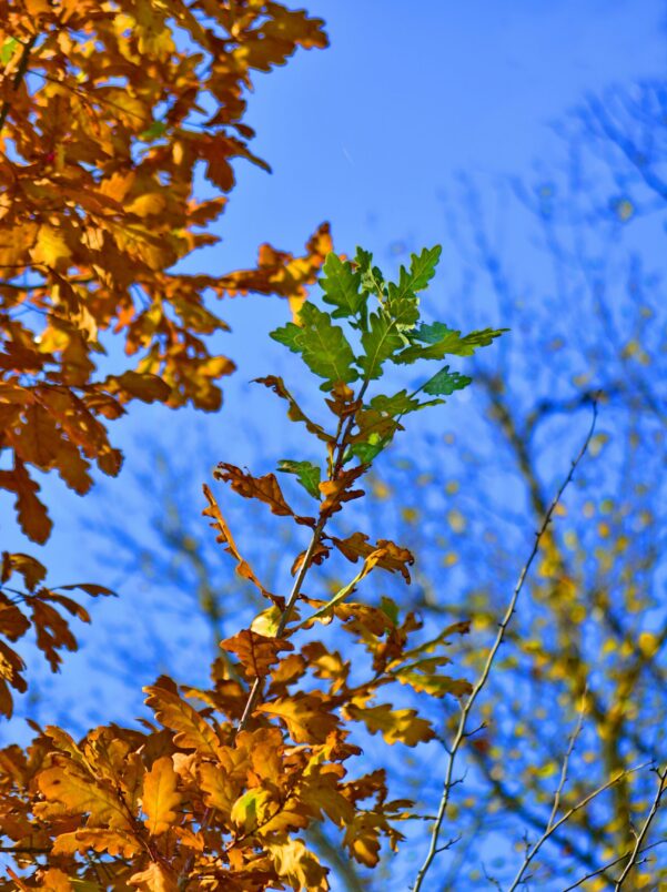 Seasonal Shoots